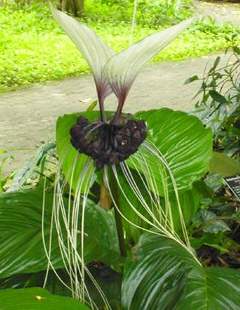 wunderschön, orchideenartig die FLEDERMAUSBLUME eBay